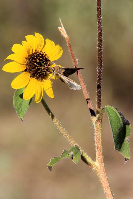 Last of the Sunflowers