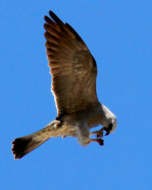 Literally Eating While on the Fly!