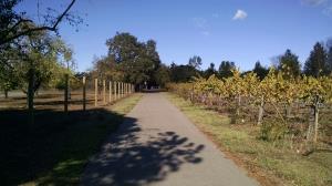 Grape vines