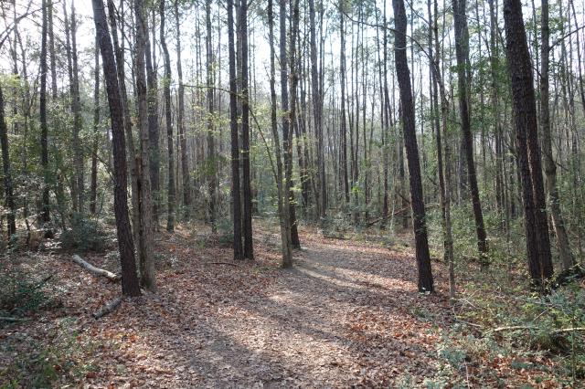 View Of The Trail