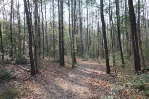 View Of The Trail