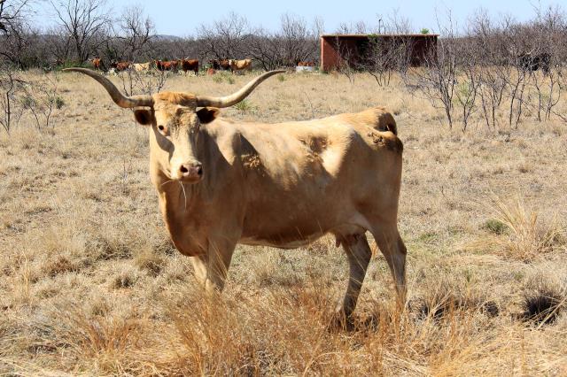 Longhorns Wander Through the Park's Hiking Areas