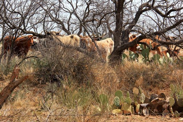 Resident Longhorns at the Park