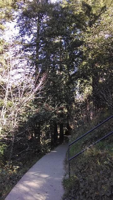 Trail and trees