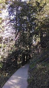 Trail and trees