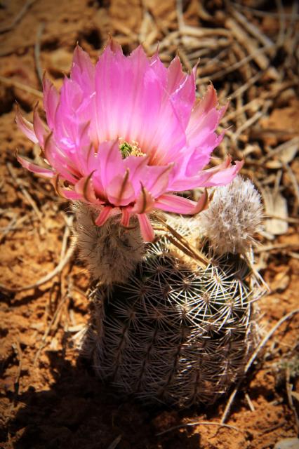 Lace Cactus Bloom