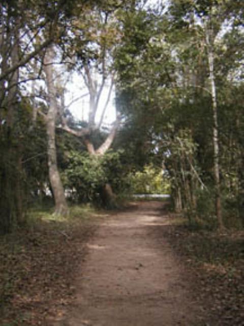 Wooded Section