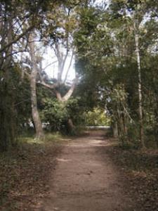 Wooded Section