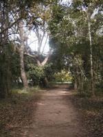Wooded Section