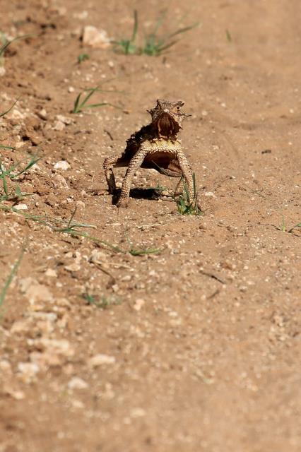 Horned Toad checking me out