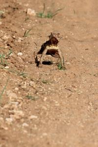 Horned Toad checking me out