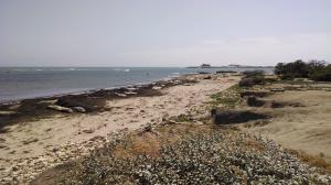 Elephant Seals