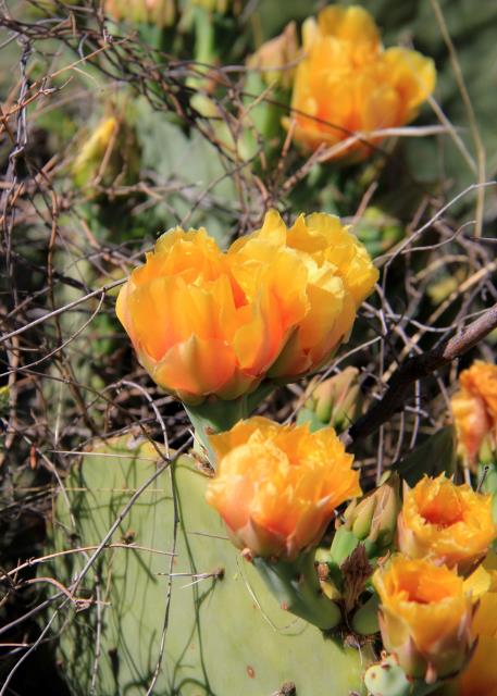 One of the few Cactus Blooms