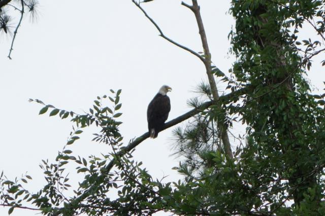 Bald Eagle
