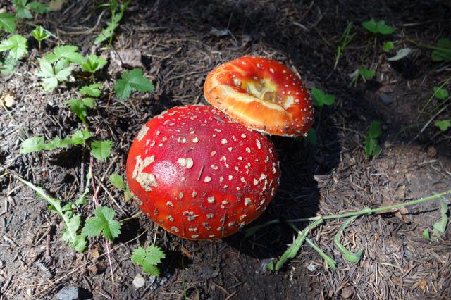 Magic Mushrooms