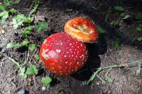 Magic Mushrooms