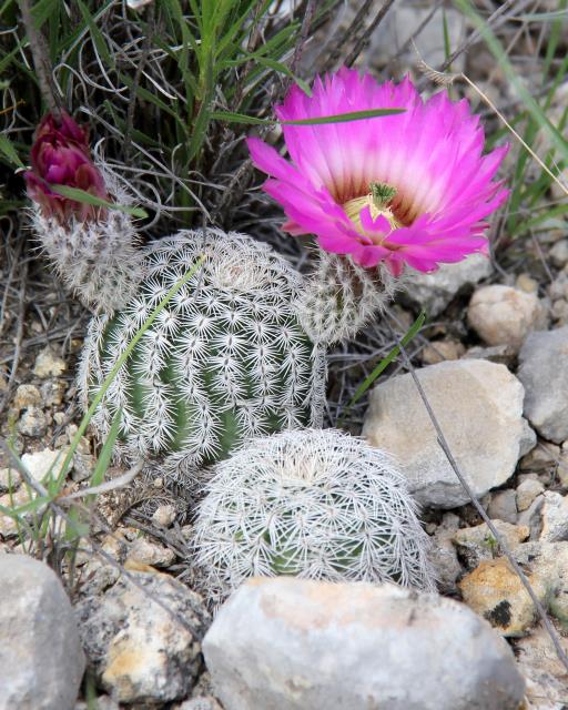 Lace Cactus 