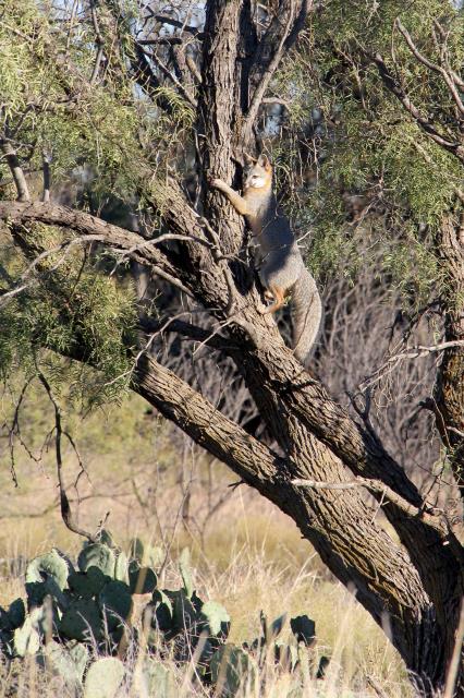 Tree'd Grey Fox