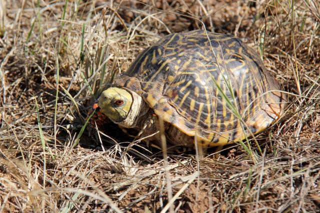 Red Eyed Turtle