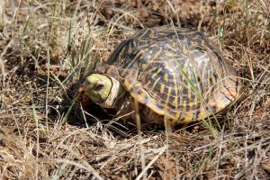 Red Eyed Turtle