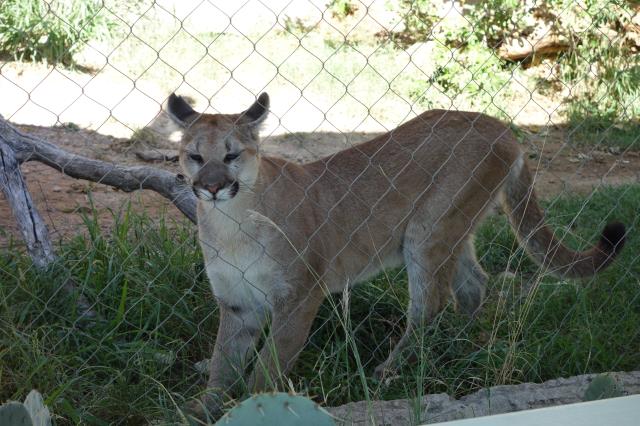 Mountain Lion