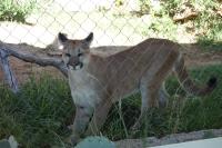 Mountain Lion