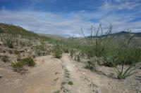 View Of The Trail