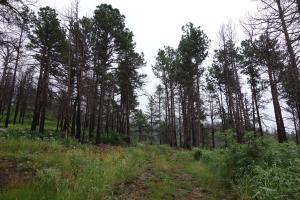 View Of The Trail