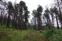 View Of The Trail