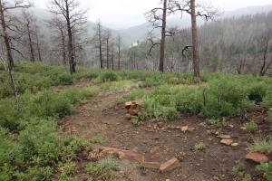 View Of The Trail