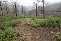 View Of The Trail