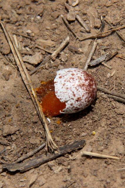 Titmouse Egg on the Trail