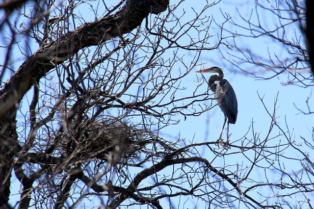 Great Blue Heron Nest
