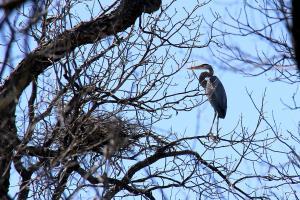 Great Blue Heron Nest
