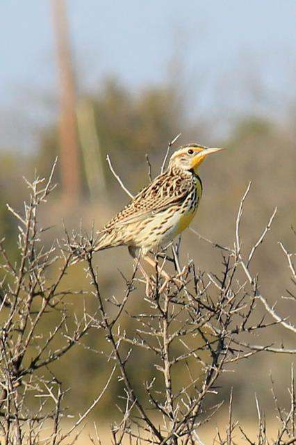 Just a Meadowlark