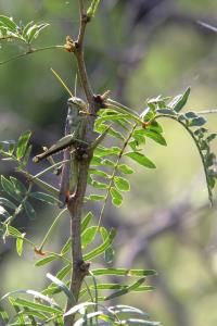 Grasshoppers A Plenty!