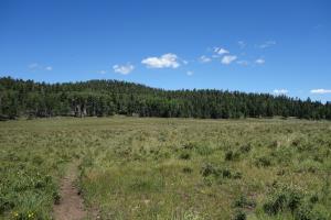 View Of The Trail