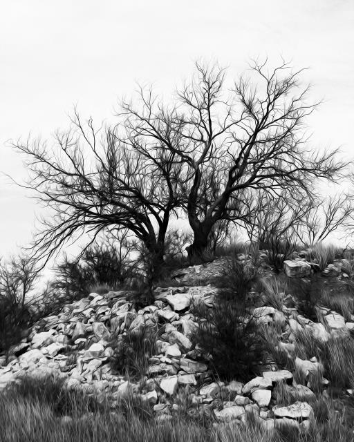 Tree at Red Dam