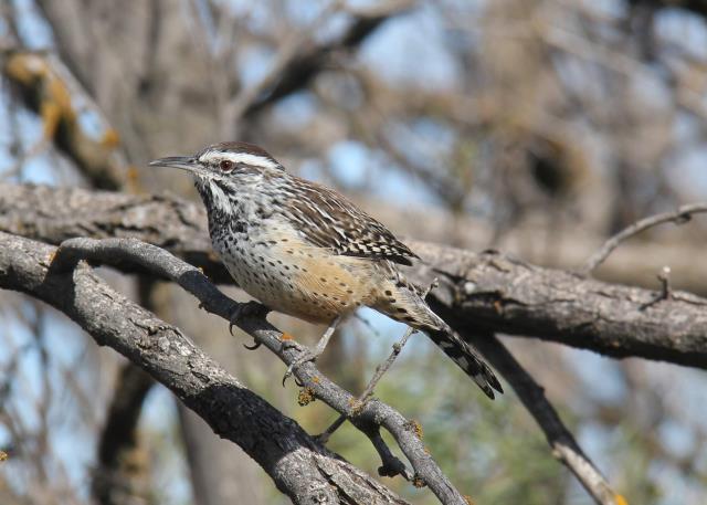 Curious Cactus Wren