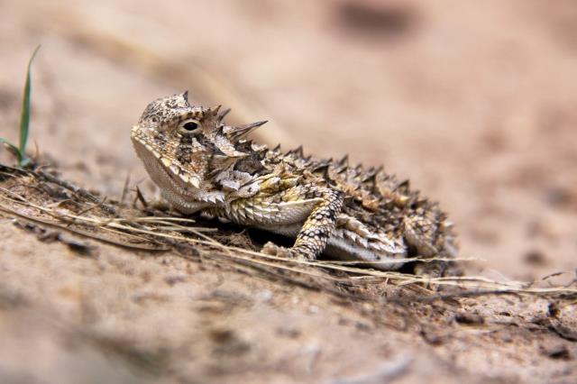Eye Level with a Horned Toad