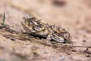 Eye Level with a Horned Toad