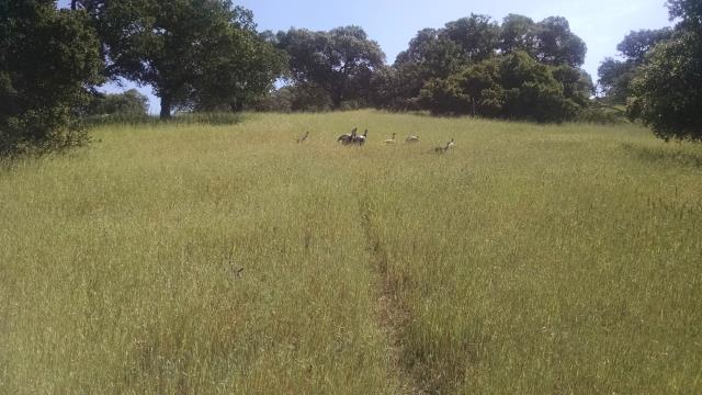 Turkeys
