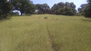 Turkeys
