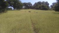 Turkeys