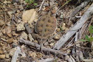 Horny Toad Lizard