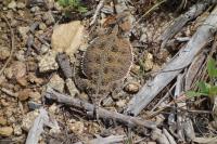 Horny Toad Lizard