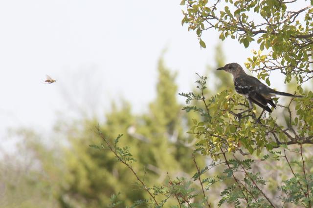 Molting Mockingbird eyeing a Wasp