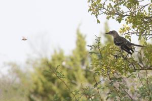 Molting Mockingbird eyeing a Wasp