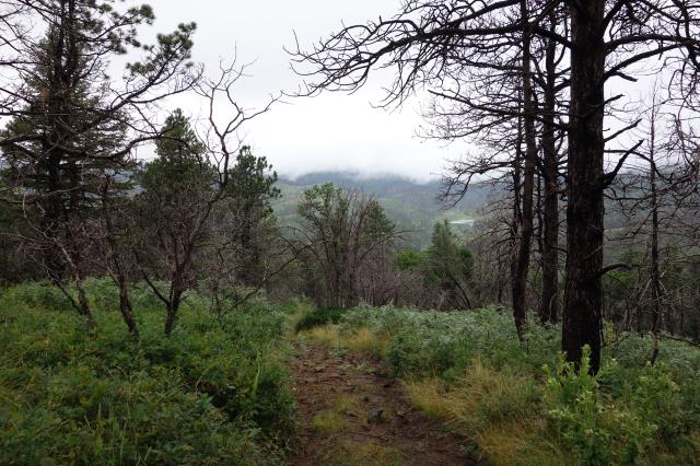 Another View Of The Trail