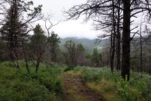 Another View Of The Trail